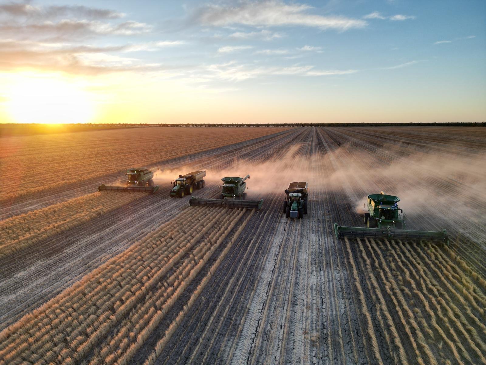 Cotton picker bathed in golden afternoon light