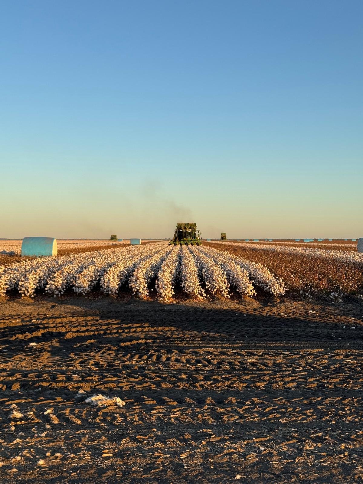 Cotton field with round bales at sunset